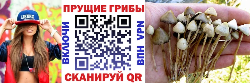 Галлюциногенные грибы прущие грибы  где купить   Верхний Уфалей 